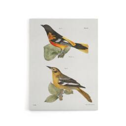 "Artery8 James Ellsworth De Kay Golden Oriole & Ditto Canvas Wall Art Print in White - Size: W12"" x H16""" - thumbnail 1