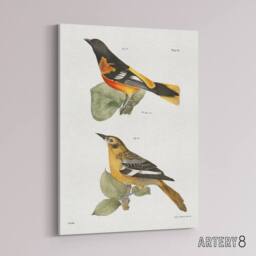 "Artery8 James Ellsworth De Kay Golden Oriole & Ditto Canvas Wall Art Print in White - Size: W12"" x H16""" - thumbnail 2