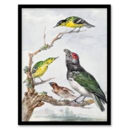Artery8 Aert Schouman Framed Wall Art Print Four Different Birds on a Branch - Size: A4 - thumbnail 1