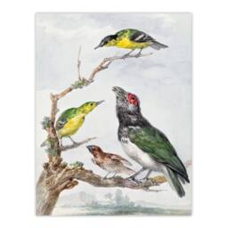 Artery8 Aert Schouman Framed Wall Art Print Four Different Birds on a Branch - Size: A4 - thumbnail 3