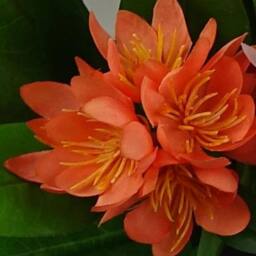 Leaf 18cm Artificial Freesia Plant Orange Flowering Premium - thumbnail 2