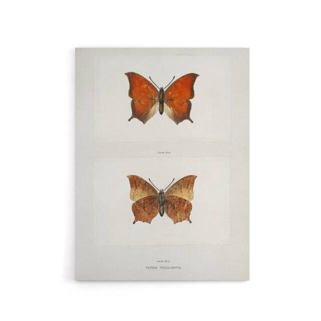 "Artery8 Tropical Leafwing Butterfly Sherman Denton Canvas Wall Art Print in White - Size: W18"" x H24""" - image 1