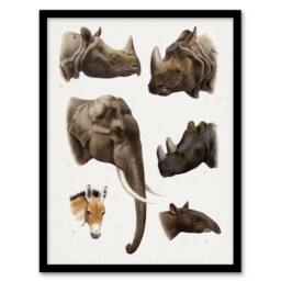 Artery8 Animals Vintage Illustration Lydekker Framed Wall Art Print in White - Size: A3 - thumbnail 1