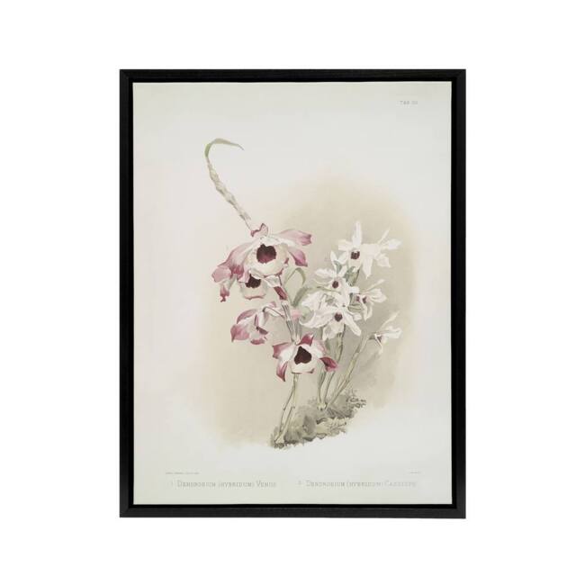 "Artery8 Frederick Sander Dendrobium Venus & Cassiope Orchid Framed Canvas Art - Size: W12"" x H16""" - image 1