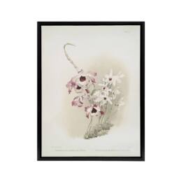 "Artery8 Frederick Sander Dendrobium Venus & Cassiope Orchid Framed Canvas Art - Size: W12"" x H16""" - thumbnail 1