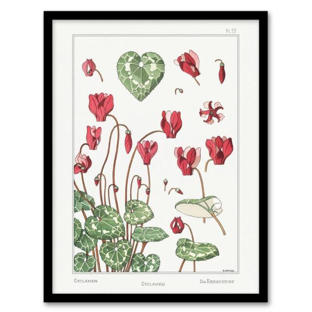Artery8 Cyclamen Flower Plant Vintage Floral Framed Wall Art Print Verneuil in White - Size: A4 - image 1