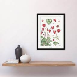 Artery8 Cyclamen Flower Plant Vintage Floral Framed Wall Art Print Verneuil in White - Size: A4 - thumbnail 4