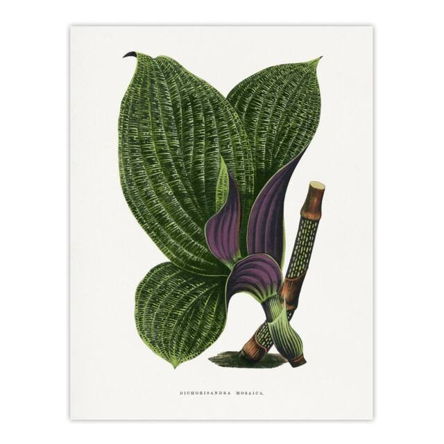 "Artery8 AF Lydon B Fawcett Green Dichorisandra Mosaica Leaves Wall Art Print in White - Size: W12"" x H16""" - image 1