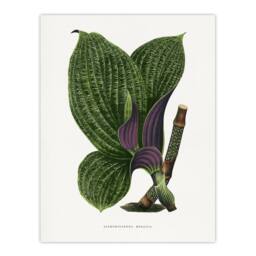 "Artery8 AF Lydon B Fawcett Green Dichorisandra Mosaica Leaves Wall Art Print in White - Size: W12"" x H16""" - thumbnail 1
