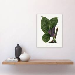 "Artery8 AF Lydon B Fawcett Green Dichorisandra Mosaica Leaves Wall Art Print in White - Size: W12"" x H16""" - thumbnail 4