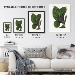 "Artery8 AF Lydon B Fawcett Green Dichorisandra Mosaica Leaves Wall Art Print in White - Size: W12"" x H16""" - thumbnail 3