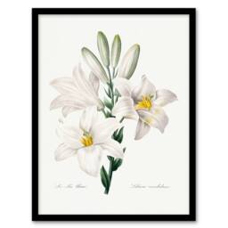 Artery8 Redoute Framed Wall Art White Lily Vintage Botanical Illustration - Size: A4 - thumbnail 1