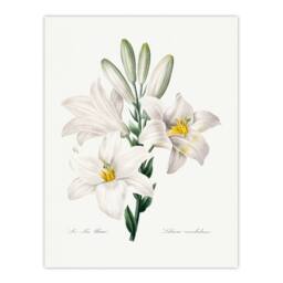 Artery8 Redoute Framed Wall Art White Lily Vintage Botanical Illustration - Size: A4 - thumbnail 3