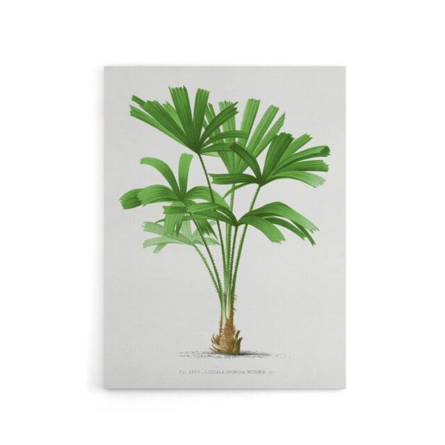 "Artery8 Licuala Spinosa Palm Tree Oswald de Kerchove Canvas Wall Art Print in White - Size: W12"" x H16""" - image 1
