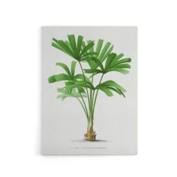 "Artery8 Licuala Spinosa Palm Tree Oswald de Kerchove Canvas Wall Art Print in White - Size: W12"" x H16""" - thumbnail 1