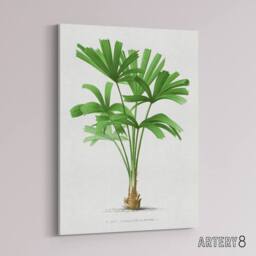 "Artery8 Licuala Spinosa Palm Tree Oswald de Kerchove Canvas Wall Art Print in White - Size: W12"" x H16""" - thumbnail 2