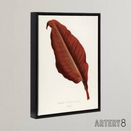 "Artery8 Canna Botany Red Leaf Shirley Hibberd Vintage Framed Canvas Wall Art in White - Size: W12"" x H16""" - thumbnail 2