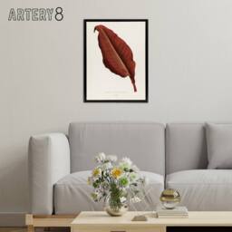 "Artery8 Canna Botany Red Leaf Shirley Hibberd Vintage Framed Canvas Wall Art in White - Size: W12"" x H16""" - thumbnail 3