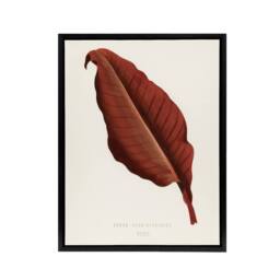 "Artery8 Canna Botany Red Leaf Shirley Hibberd Vintage Framed Canvas Wall Art in White - Size: W12"" x H16""" - thumbnail 1