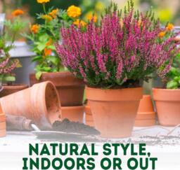 Green Thumbz 10cm Terracotta Plant Pots with Saucer for Flowers, Herbs & Plants - Pack of 6 - Size: Medium - thumbnail 6