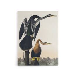 "Artery8 Black Bellied Darter Bird Audubon Nature Canvas Wall Art in White - Size: W18"" x H24""" - thumbnail 1