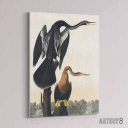 "Artery8 Black Bellied Darter Bird Audubon Nature Canvas Wall Art in White - Size: W18"" x H24""" - thumbnail 2