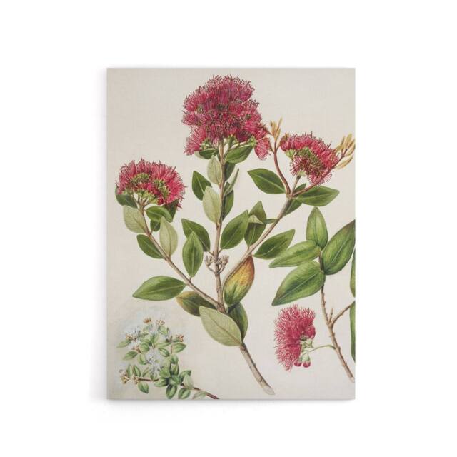 "Artery8 New Zealand Rata Flowers Illustration Featon Canvas Wall Art Print in Beige - Size: W18"" x H24""" - image 1