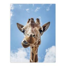 "Artery8 Funny up close look at a giraffe Highsmith Wall Art Poster Print in Blue - Size: W12"" x H16""" - thumbnail 1