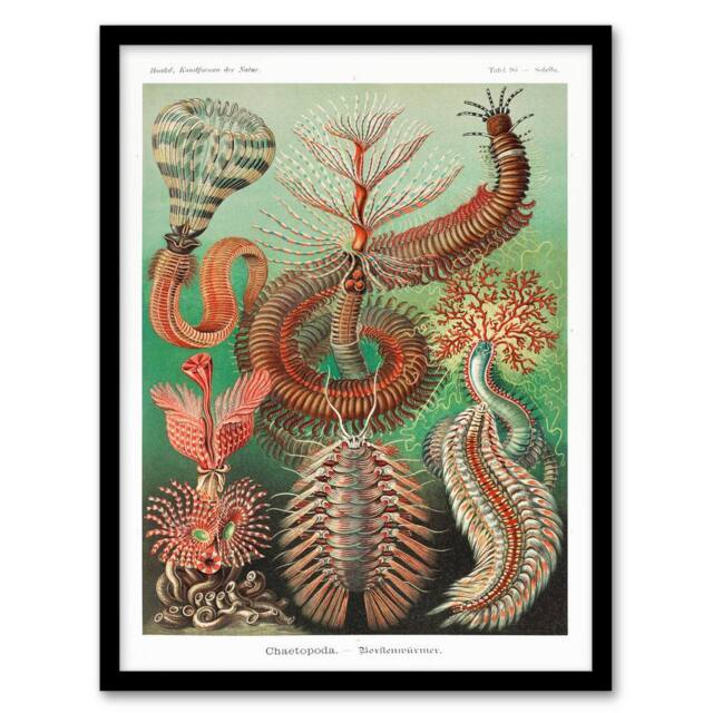 Artery8 Ernst Haeckel Framed Wall Art Print Chaetopoda Annelid Marine Worms - Size: A4 - image 1
