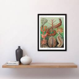 Artery8 Ernst Haeckel Framed Wall Art Print Chaetopoda Annelid Marine Worms - Size: A4 - thumbnail 2