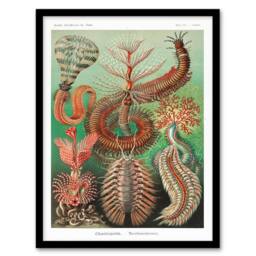 Artery8 Ernst Haeckel Framed Wall Art Print Chaetopoda Annelid Marine Worms - Size: A4 - thumbnail 1