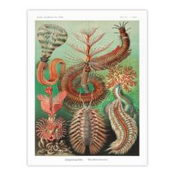 Artery8 Ernst Haeckel Framed Wall Art Print Chaetopoda Annelid Marine Worms - Size: A4 - thumbnail 3