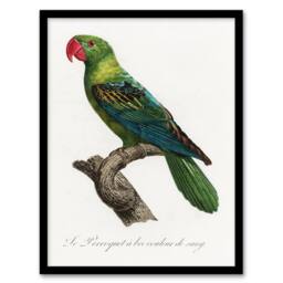 Artery8 The Great Billed Parrot Francois Levaillant Framed Wall Art Print in White - Size: A4 - thumbnail 1