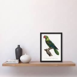 Artery8 The Great Billed Parrot Francois Levaillant Framed Wall Art Print in White - Size: A4 - thumbnail 4
