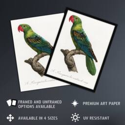 Artery8 The Great Billed Parrot Francois Levaillant Framed Wall Art Print in White - Size: A4 - thumbnail 2