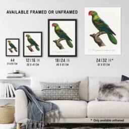 Artery8 The Great Billed Parrot Francois Levaillant Framed Wall Art Print in White - Size: A4 - thumbnail 3