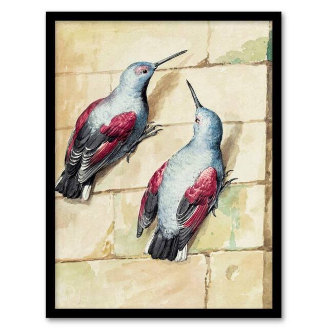 Artery8 Aert Schouman Framed Wall Art Two Wallcreepers Watercolour Painting in Beige - Size: A4 - image 1