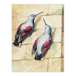 Artery8 Aert Schouman Framed Wall Art Two Wallcreepers Watercolour Painting in Beige - Size: A4 - thumbnail 3