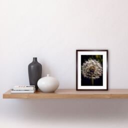 "Artery8 Wall Art Print Dandelion Flower Pappus Macro Photograph Dark Close Up Detail Artwork Framed 9X7 Inch in Brown - Size: W7"" x H9""" - thumbnail 2