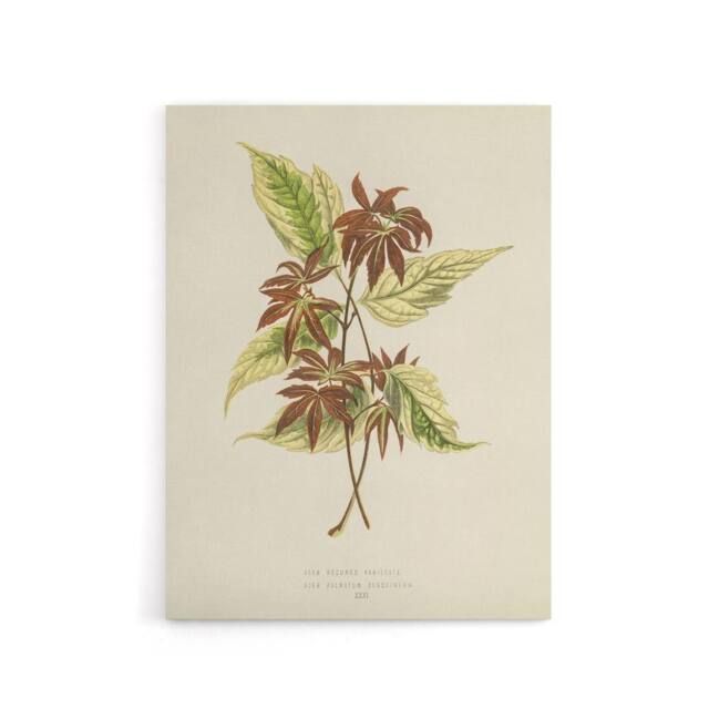 "Artery8 Vintage Botanical Boxelder Maple Leaves Fawcett Canvas Wall Art in Beige - Size: W18"" x H24""" - image 1