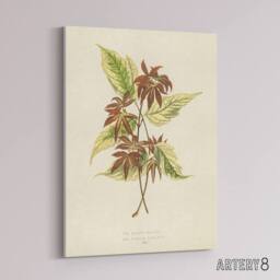 "Artery8 Vintage Botanical Boxelder Maple Leaves Fawcett Canvas Wall Art in Beige - Size: W18"" x H24""" - thumbnail 2