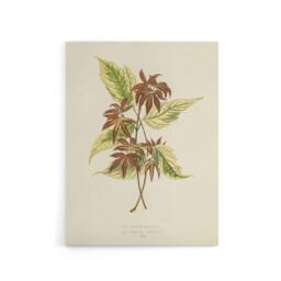 "Artery8 Vintage Botanical Boxelder Maple Leaves Fawcett Canvas Wall Art in Beige - Size: W18"" x H24""" - thumbnail 1