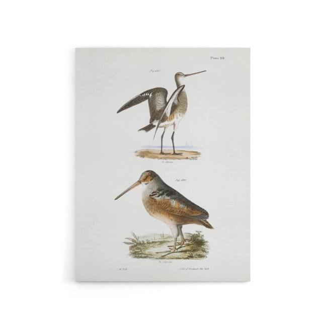"Artery8 James De Kay Ring Tailed Marlin & American Woodcock Canvas Art Print in White - Size: W12"" x H16""" - image 1