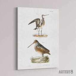 "Artery8 James De Kay Ring Tailed Marlin & American Woodcock Canvas Art Print in White - Size: W12"" x H16""" - thumbnail 2