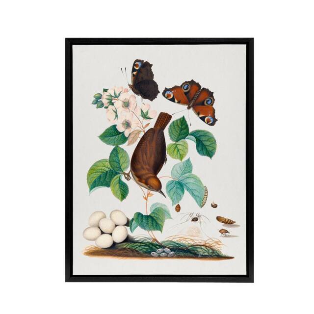 "Artery8 House Wren Butterflies Beetle & Spider Bolton Framed Canvas Wall Art - Size: W12"" x H16""" - image 1