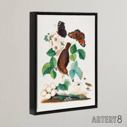 "Artery8 House Wren Butterflies Beetle & Spider Bolton Framed Canvas Wall Art - Size: W12"" x H16""" - thumbnail 2