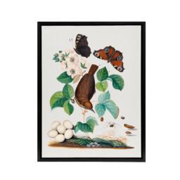 "Artery8 House Wren Butterflies Beetle & Spider Bolton Framed Canvas Wall Art - Size: W12"" x H16""" - thumbnail 1