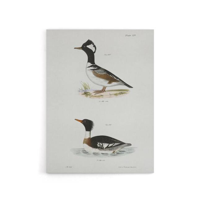 "Artery8 James De Kay Hooded & Red Breasted Sheldrake Canvas Wall Art Print in White - Size: W12"" x H16""" - image 1