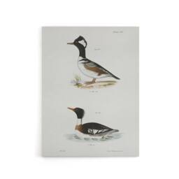 "Artery8 James De Kay Hooded & Red Breasted Sheldrake Canvas Wall Art Print in White - Size: W12"" x H16""" - thumbnail 1