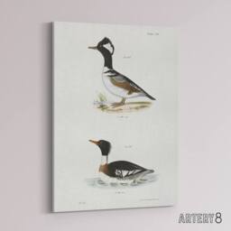 "Artery8 James De Kay Hooded & Red Breasted Sheldrake Canvas Wall Art Print in White - Size: W12"" x H16""" - thumbnail 2